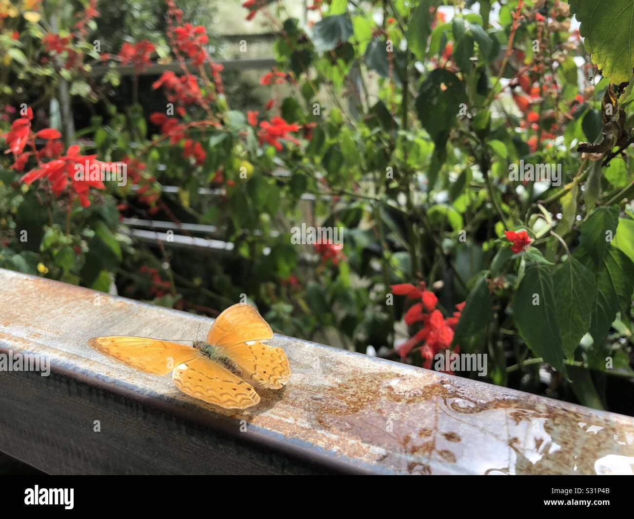 Butterfly garden cameron highlands hires stock photography and images