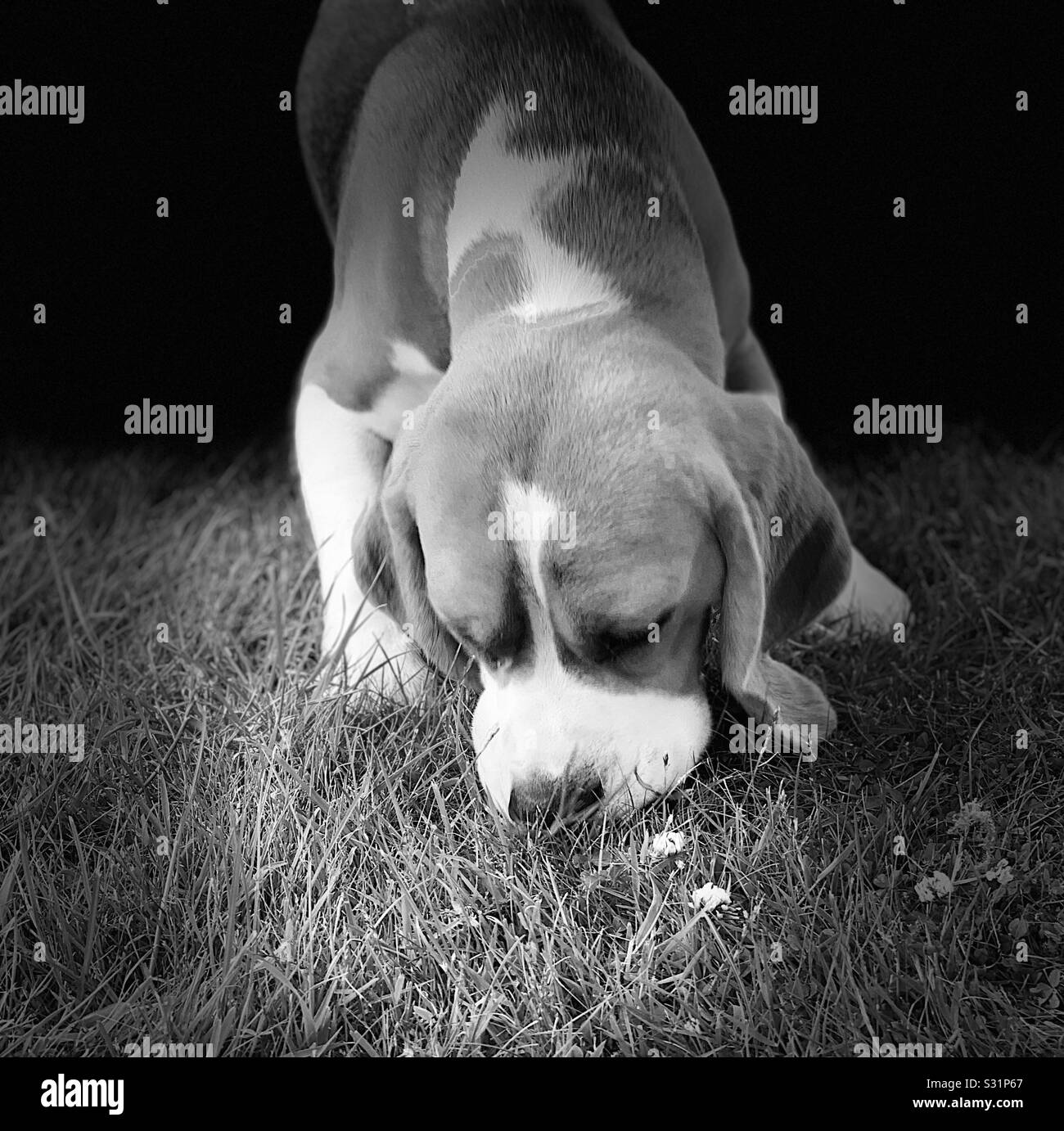 Black & white portrait of a beagle puppy Stock Photo - Alamy