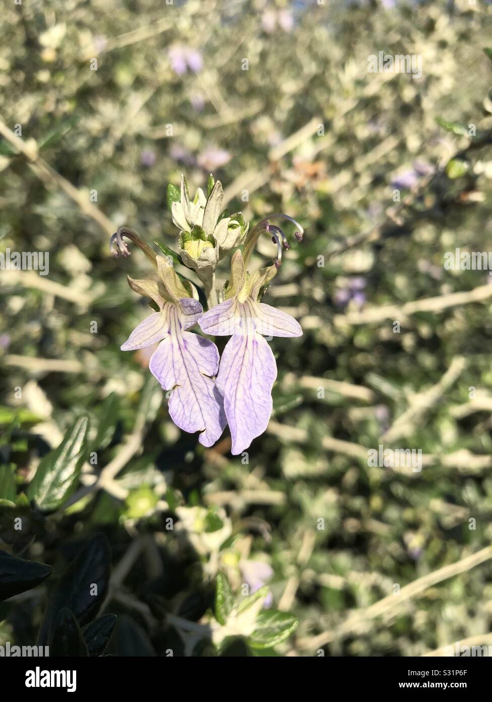 Flower that looks like lungs, like how nature's our lungs and we should
