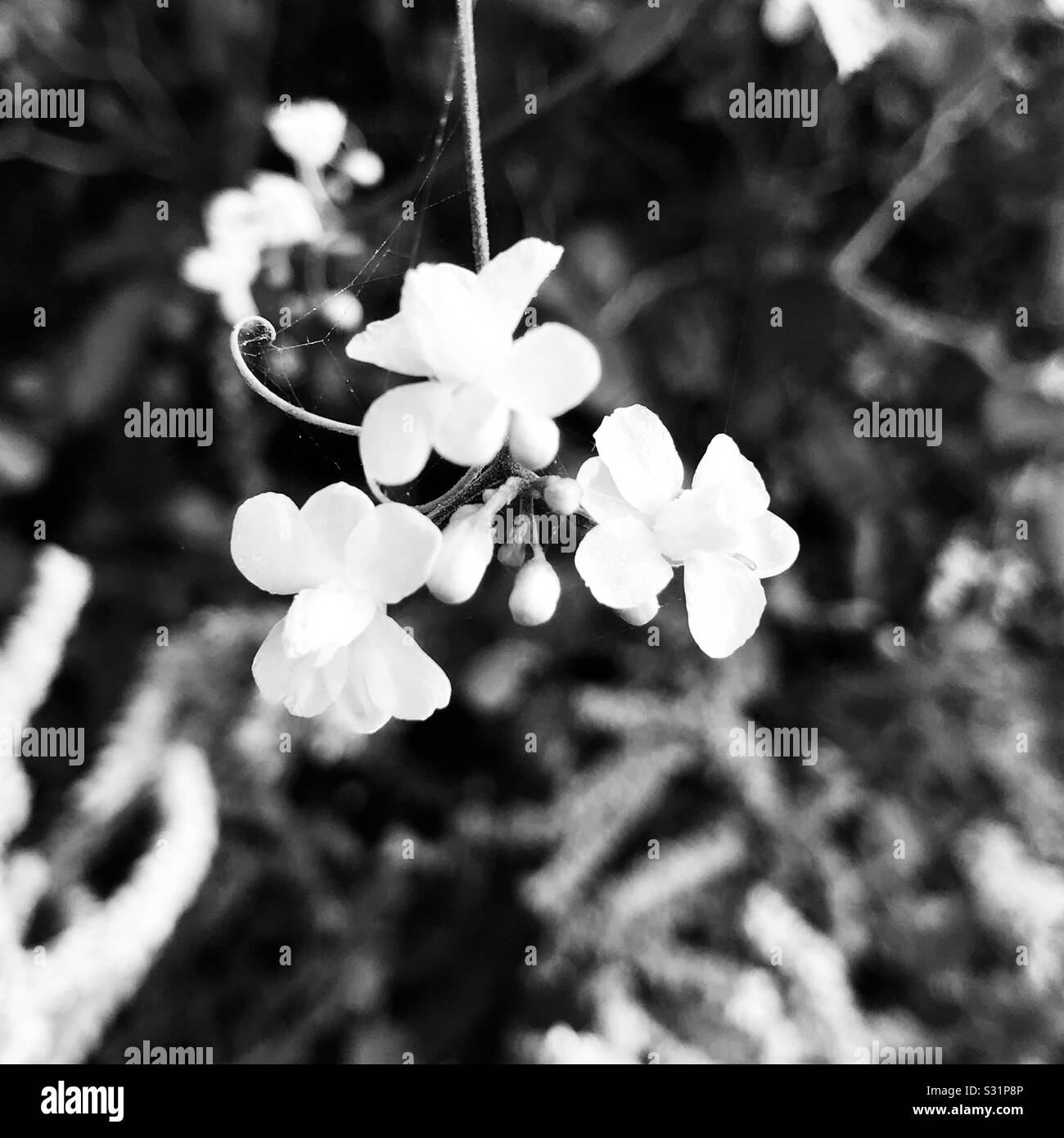 Shrub flower in black & white image , a string with bunch of flowers resembles like bouquet- Oxalis barrelieri aka Lavender sorrel Stock Photo