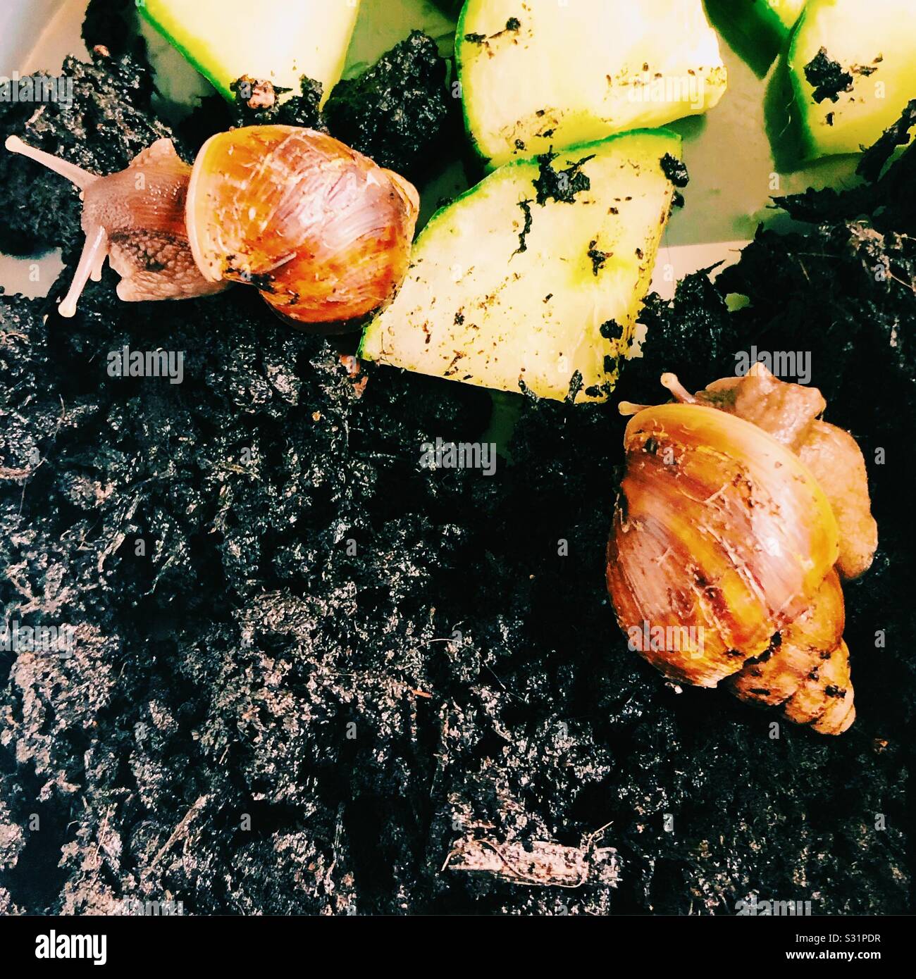 Baby giant African land snails and cucumber Stock Photo Alamy