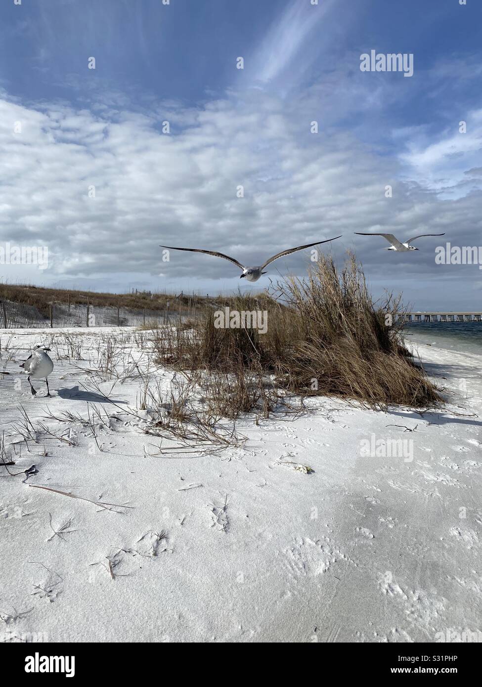 Seascape with seagulls inflight over winter dune grass - Smartphone Captured Stock Image
