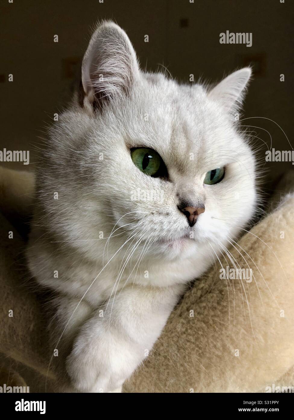 Green eyed black tipped white British shorthair cat resting in bed Stock Photo