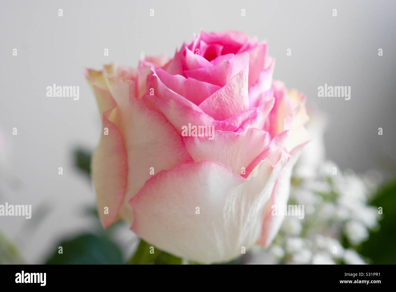Single pink rose - Smartphone Captured Stock Image