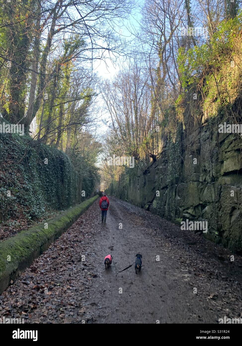Boy walking with 2 dachshunds in beautiful countryside Stock Photo