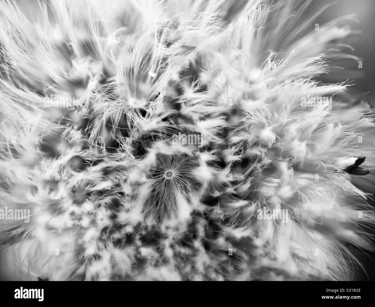 Black and white dandelion macro bloom on warm winters day. Stock Photo