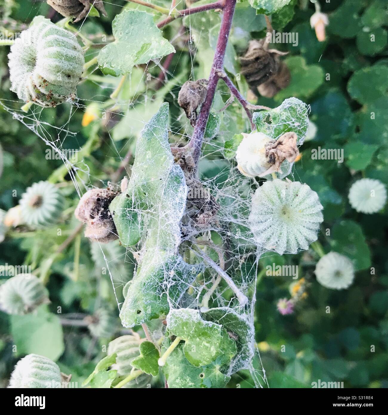 Kanghi- indian mallow-Thuthi- Abutilon Indicum plant with seed  and spider web found this on roadside shrub a medicinal plant in a village in Tamilnadu Stock Photo