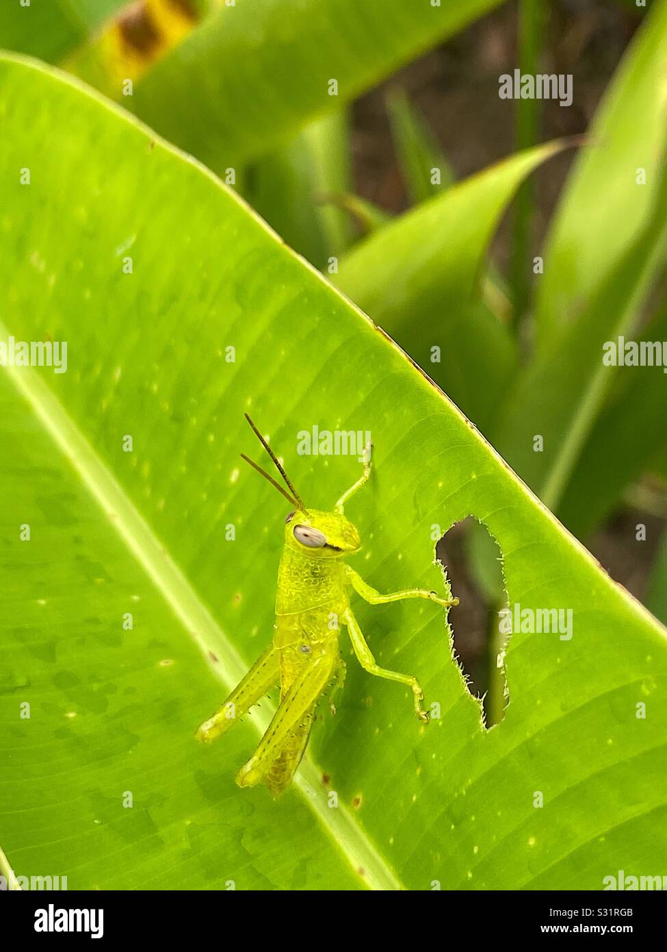 Bright green hires stock photography and images Alamy