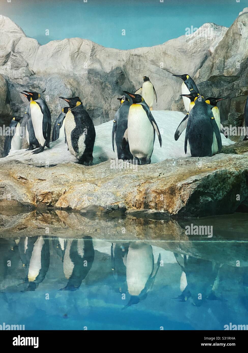 Antarctic Display of live King Penguins at Jurong Bird Park tourist attraction in Singapore. A large tourist attraction January 2020 - Smartphone Captured Stock Image