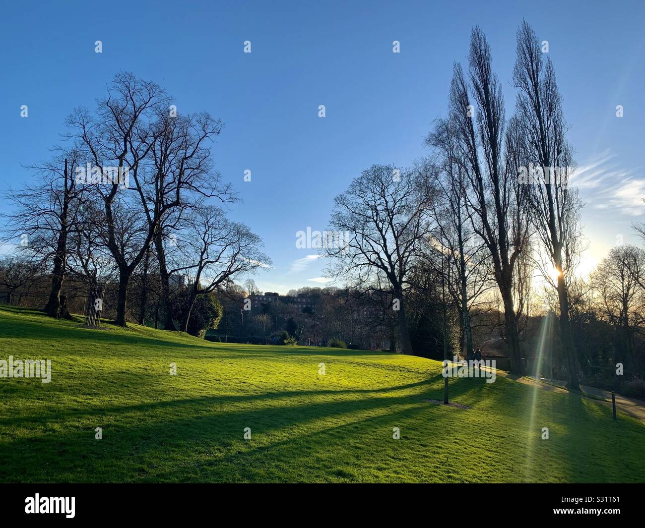Long shadows of trees at Horniman gardens - Smartphone Captured Stock Image