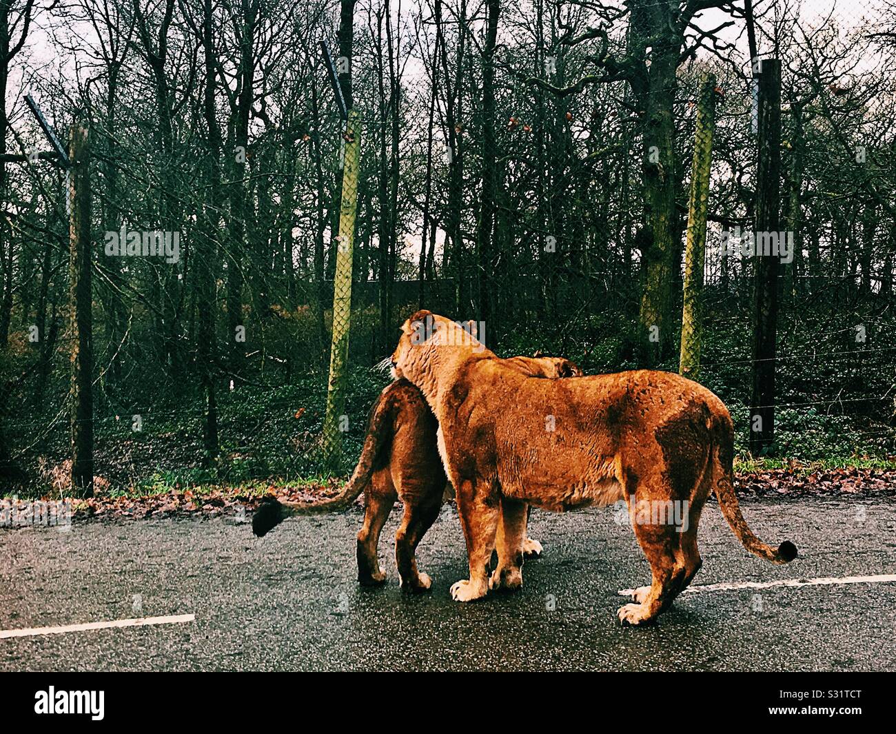 Lions on the road in Knowsley safari park - Smartphone Captured Stock Image