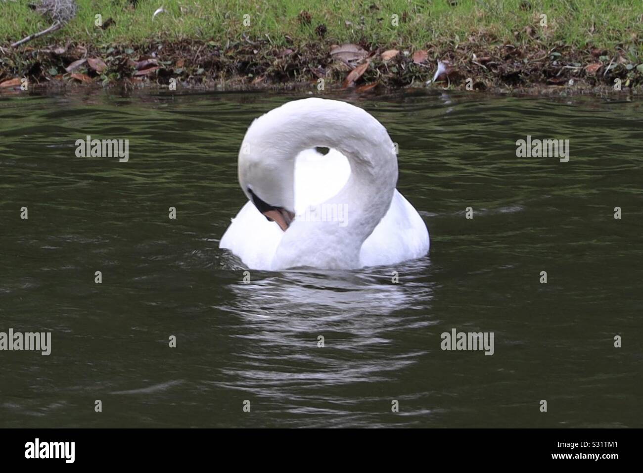 Curved neck of a swan Stock Photo