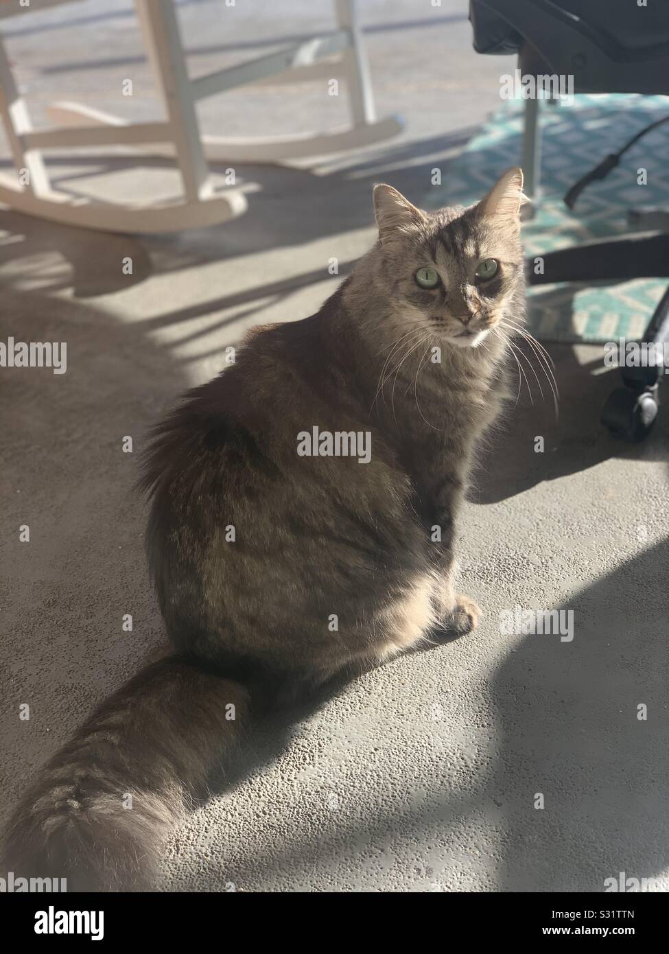 Maincor Cat Maincoon cat hi-res stock photography and images - Alamy