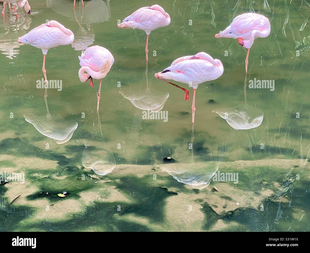 Five pink flamingos and their reflections. - Smartphone Captured Stock Image