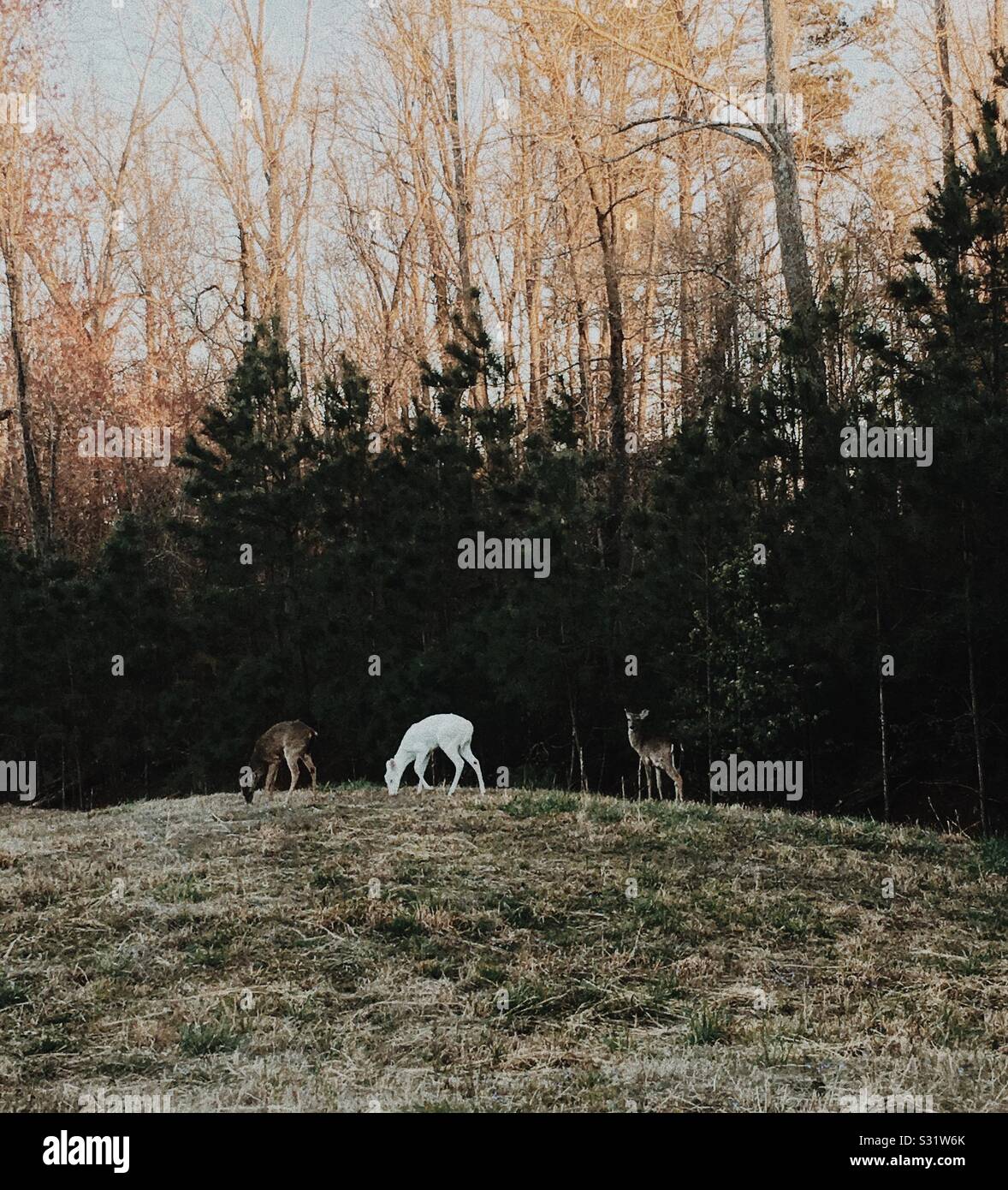 Albino deer hi-res stock photography and images - Alamy