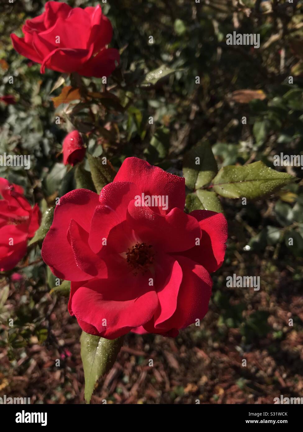 flowers in bloom Stock Photo Alamy