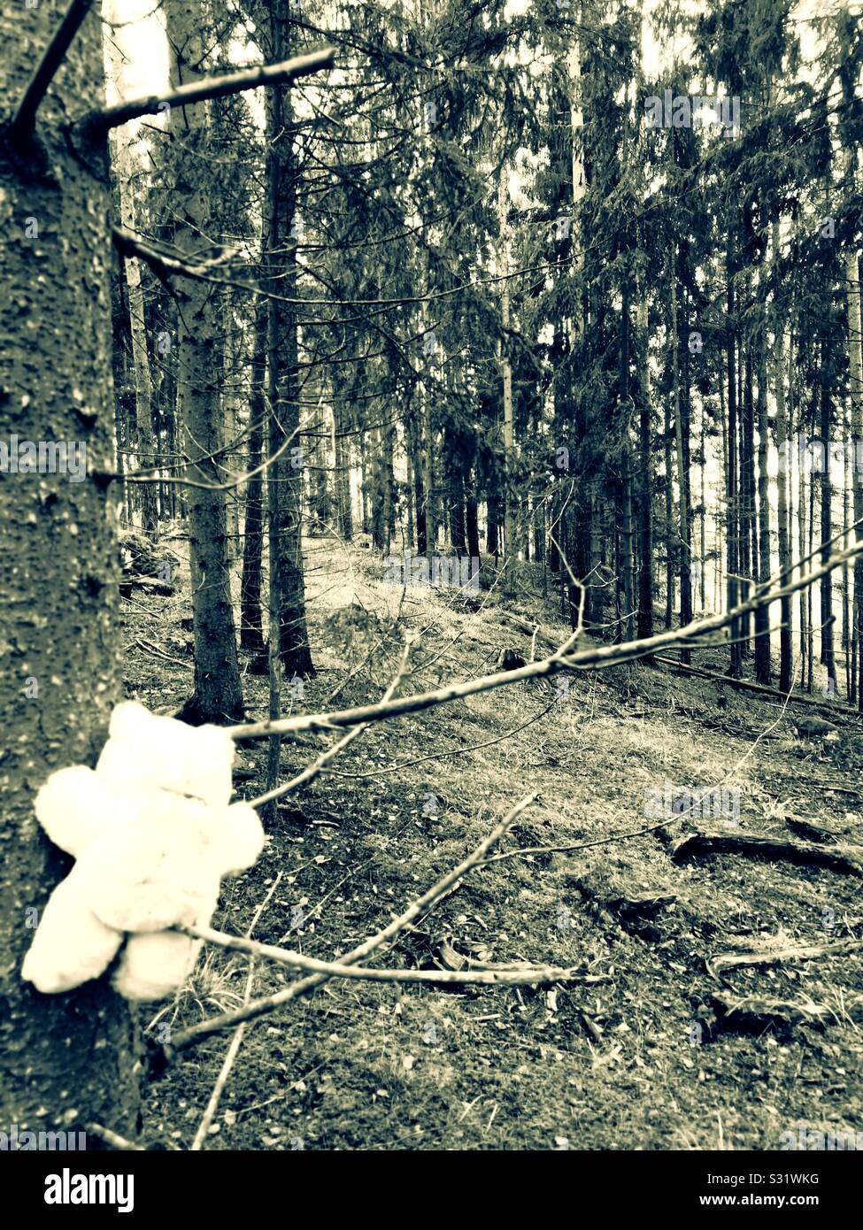 Tear view of teddy bear climbing tree in forest, Sweden - Smartphone Captured Stock Image
