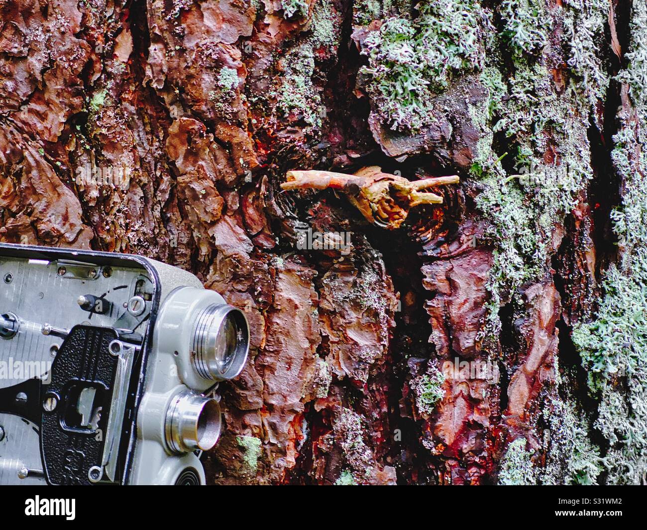 Retro vintage movie camera depicting surveillance, hidden behind tree - Smartphone Captured Stock Image
