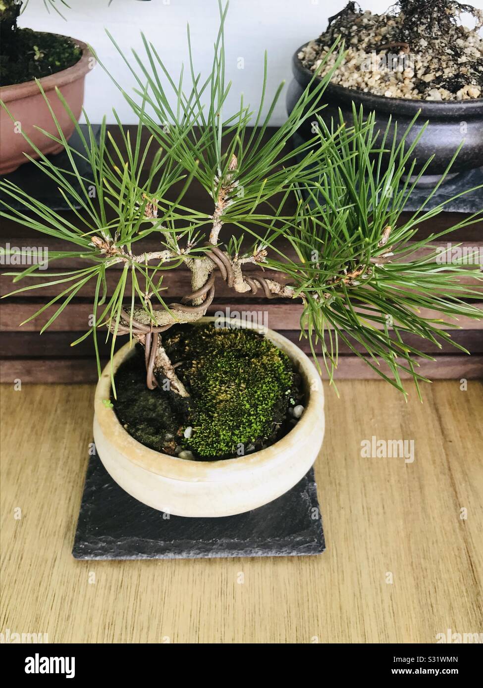 Mini bonsai pine tree with moss in a pot , in my neighbours garden