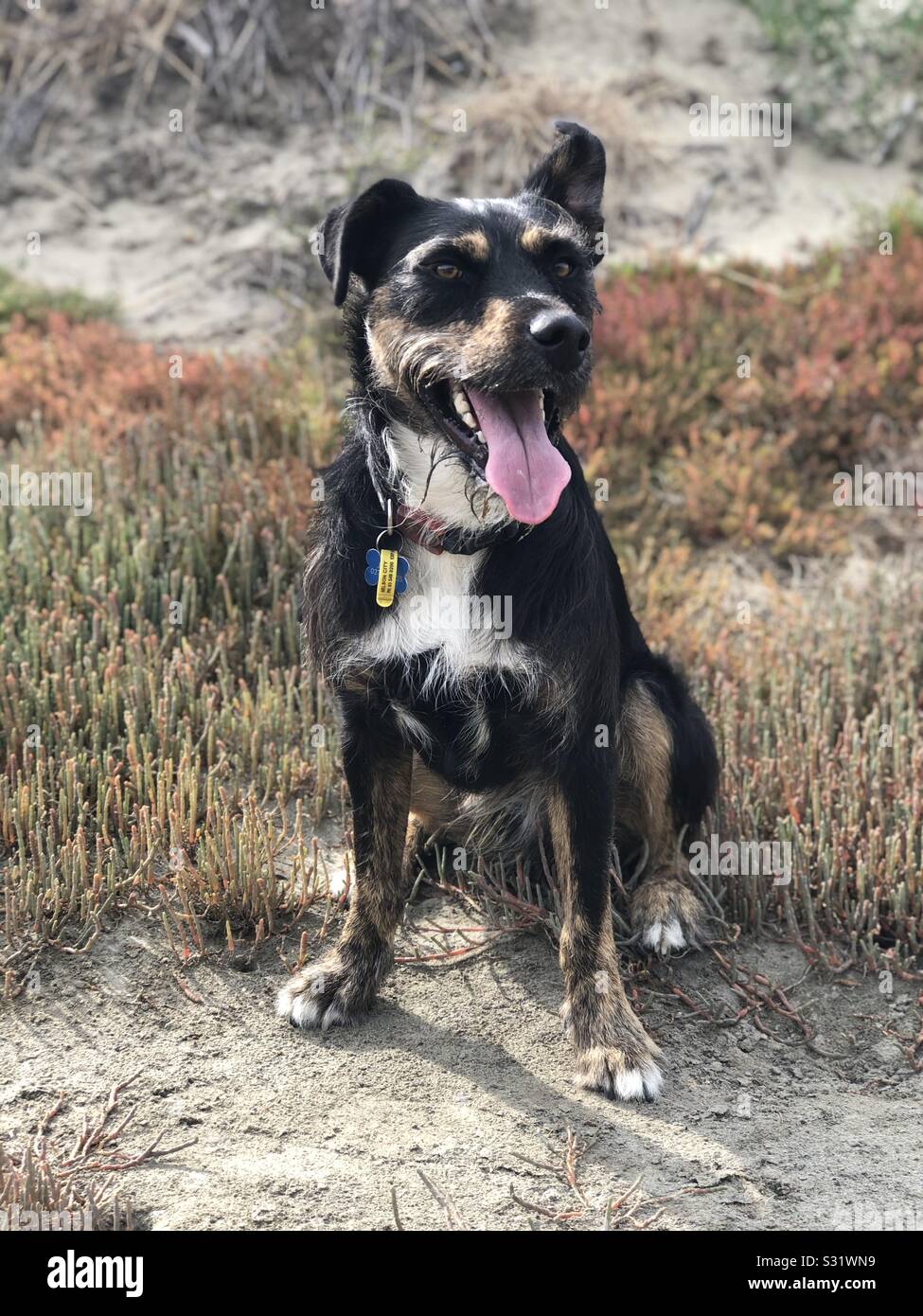 Dog at beach Stock Photo