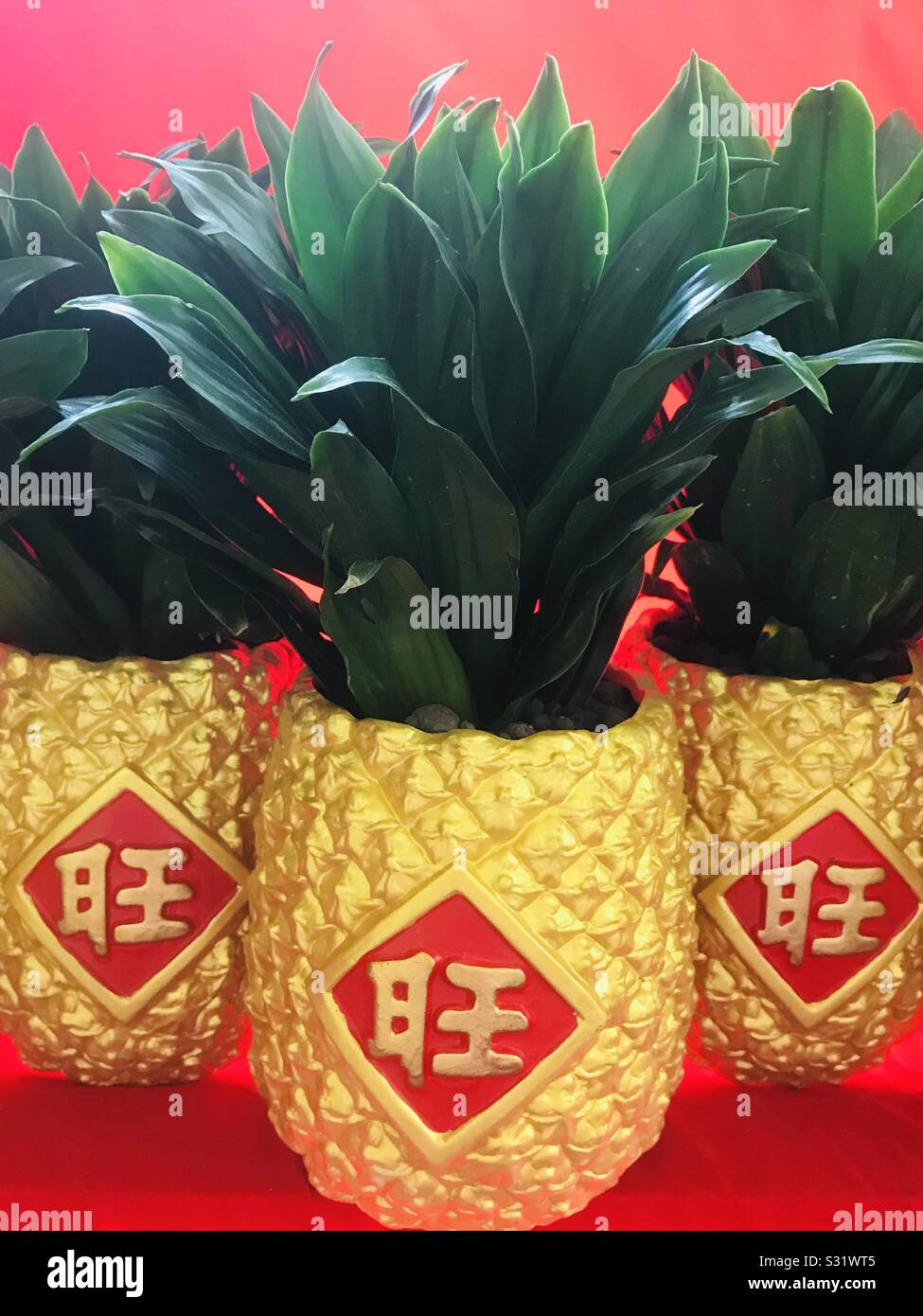 Chinese New Year pineapple prosperity display with red background for