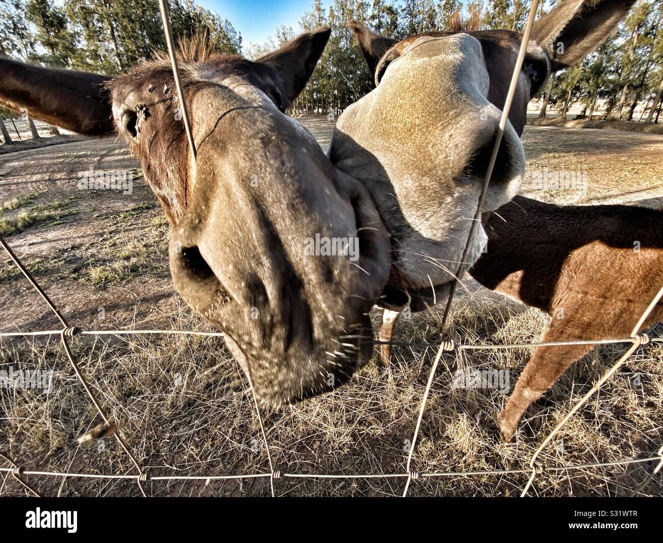 Donkey Fence High Resolution Stock Photography and Images - Alamy
