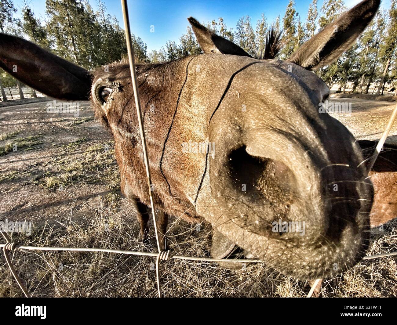 Donkeys in a field behind a fence Stock Photo