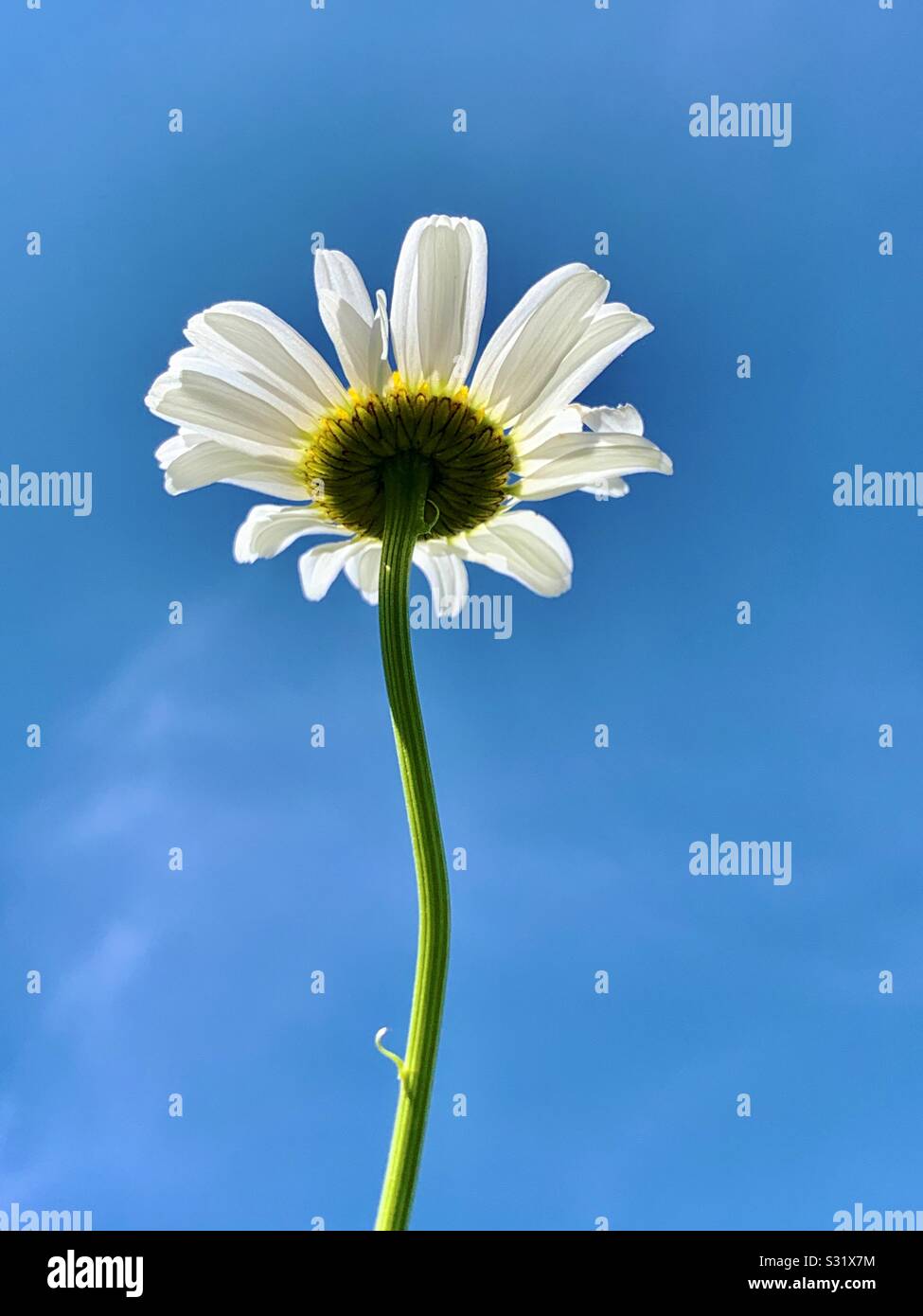 Daisy isolated on blue sky Stock Photo