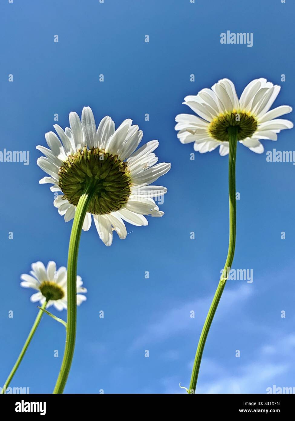 Daisies reaching for the sun Stock Photo