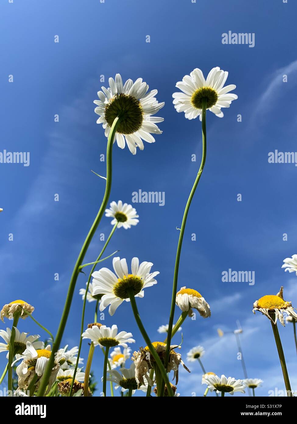 Summer daisies beginning to fade Stock Photo