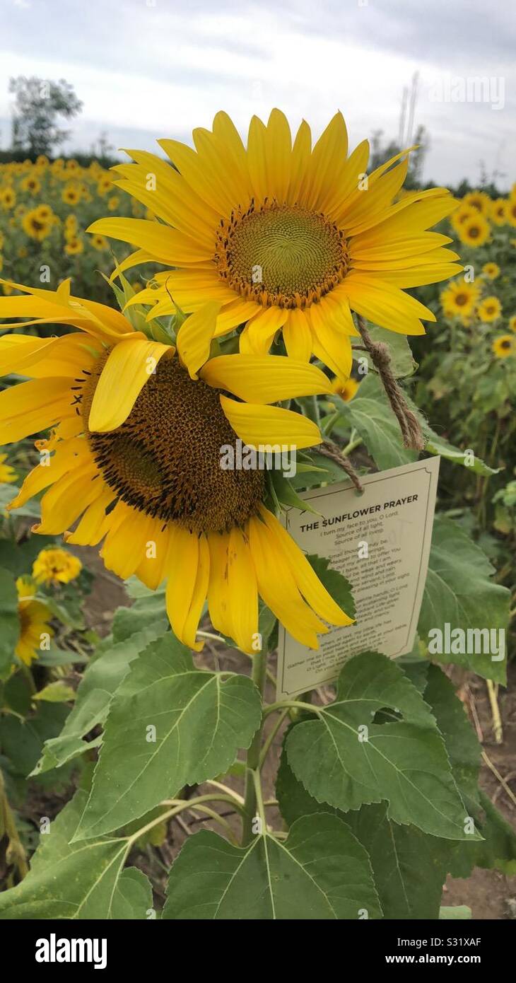 The sunflower prayer Stock Photo Alamy