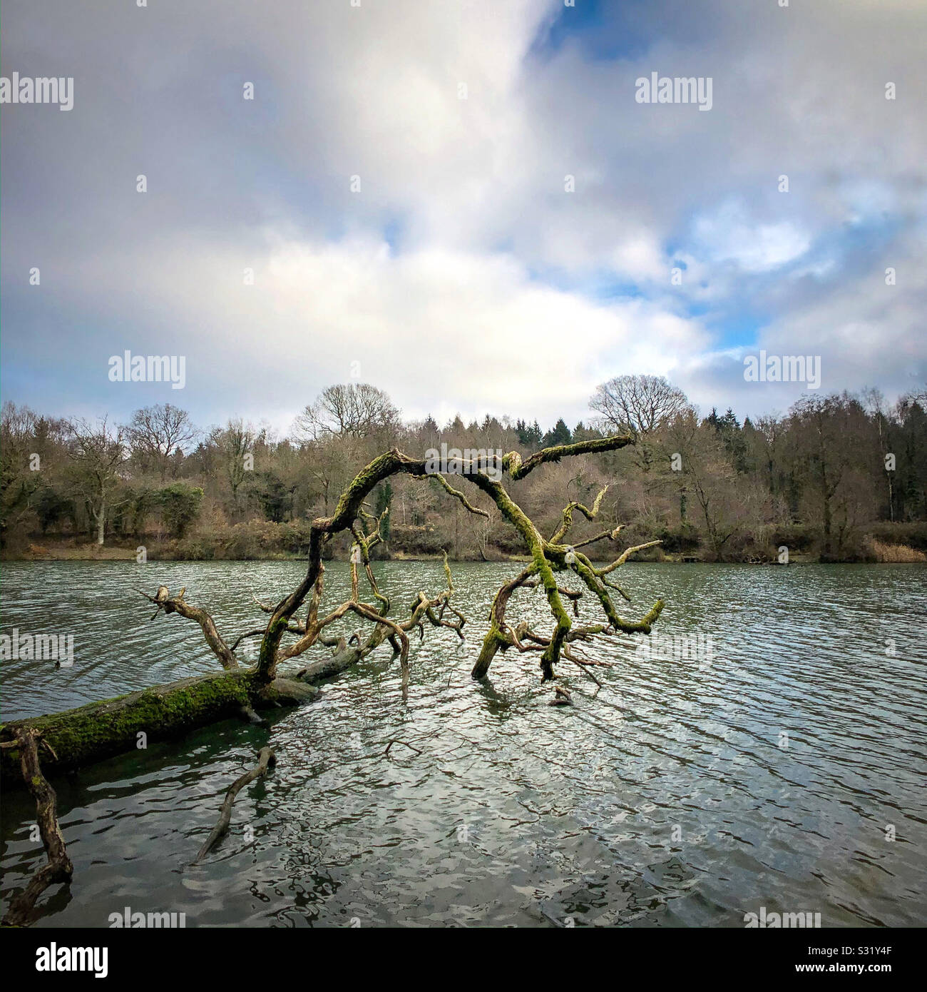 Fallen tree in lake - Smartphone Captured Stock Image