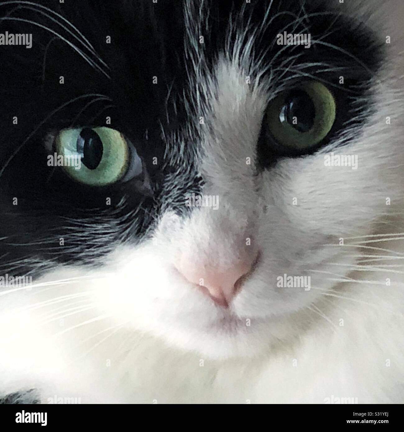 cat’s eyes closeup - Smartphone Captured Stock Image