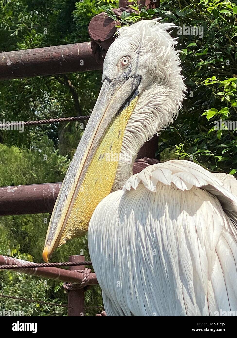 Close up of large white pelican looking at photographer. - Smartphone Captured Stock Image