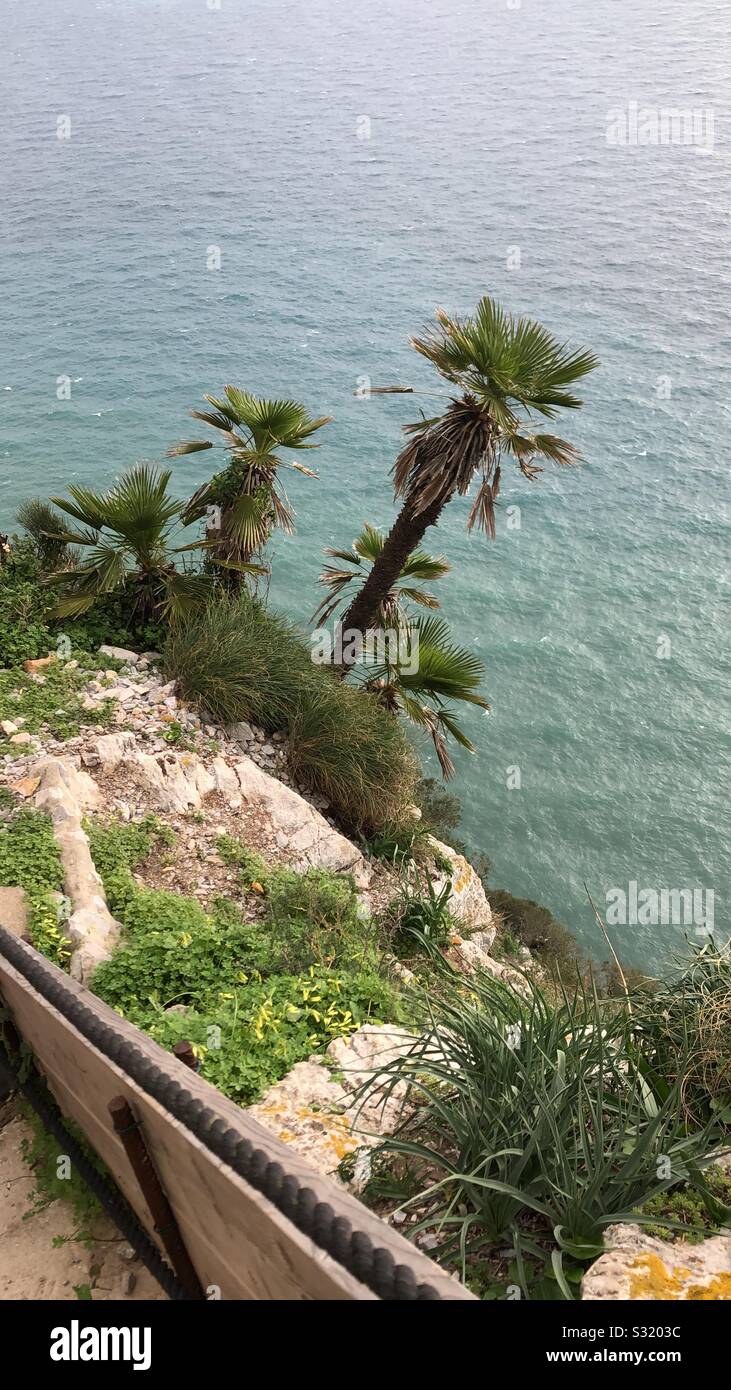 Palm tree on cliff Stock Photo