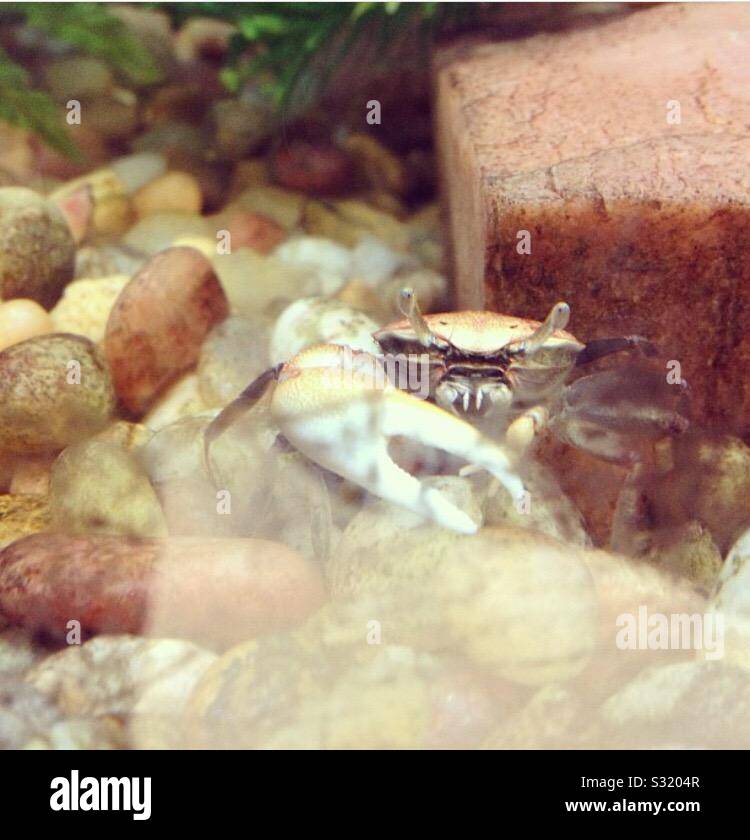 Crab walk hires stock photography and images Alamy