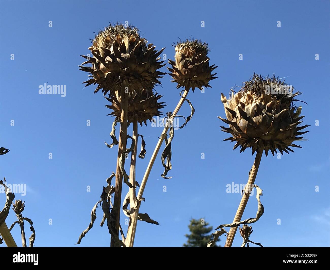 Summer artichokes drying in the garden Stock Photo Alamy