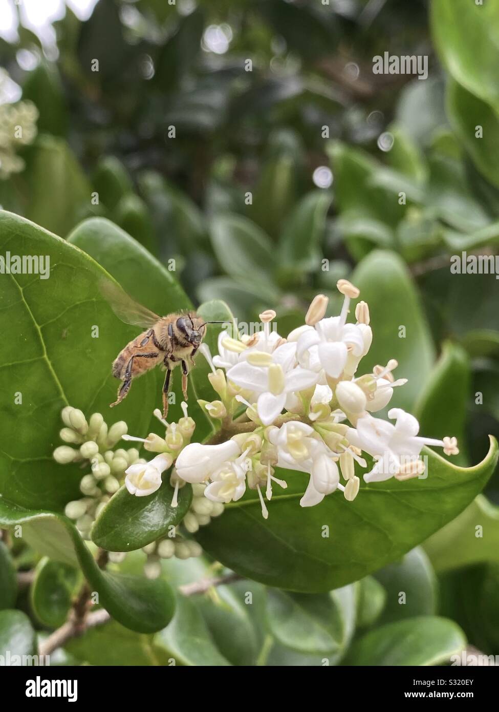 Closeup of a honeybee inflight with white flower blooms on a tree - Smartphone Captured Stock Image