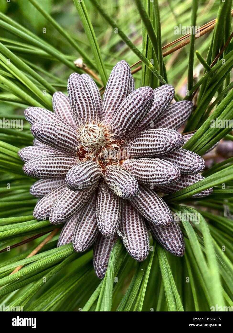 Closeup of seasonal changes of a long leaf pine tree bloom Stock Photo