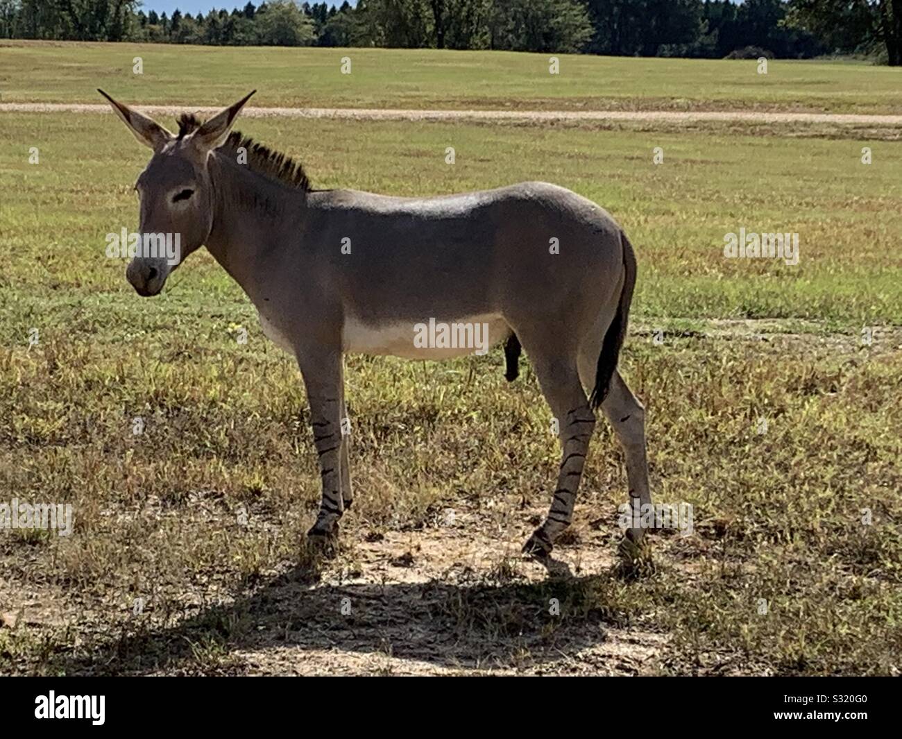 Safari Donkey High Resolution Stock Photography And Images Alamy