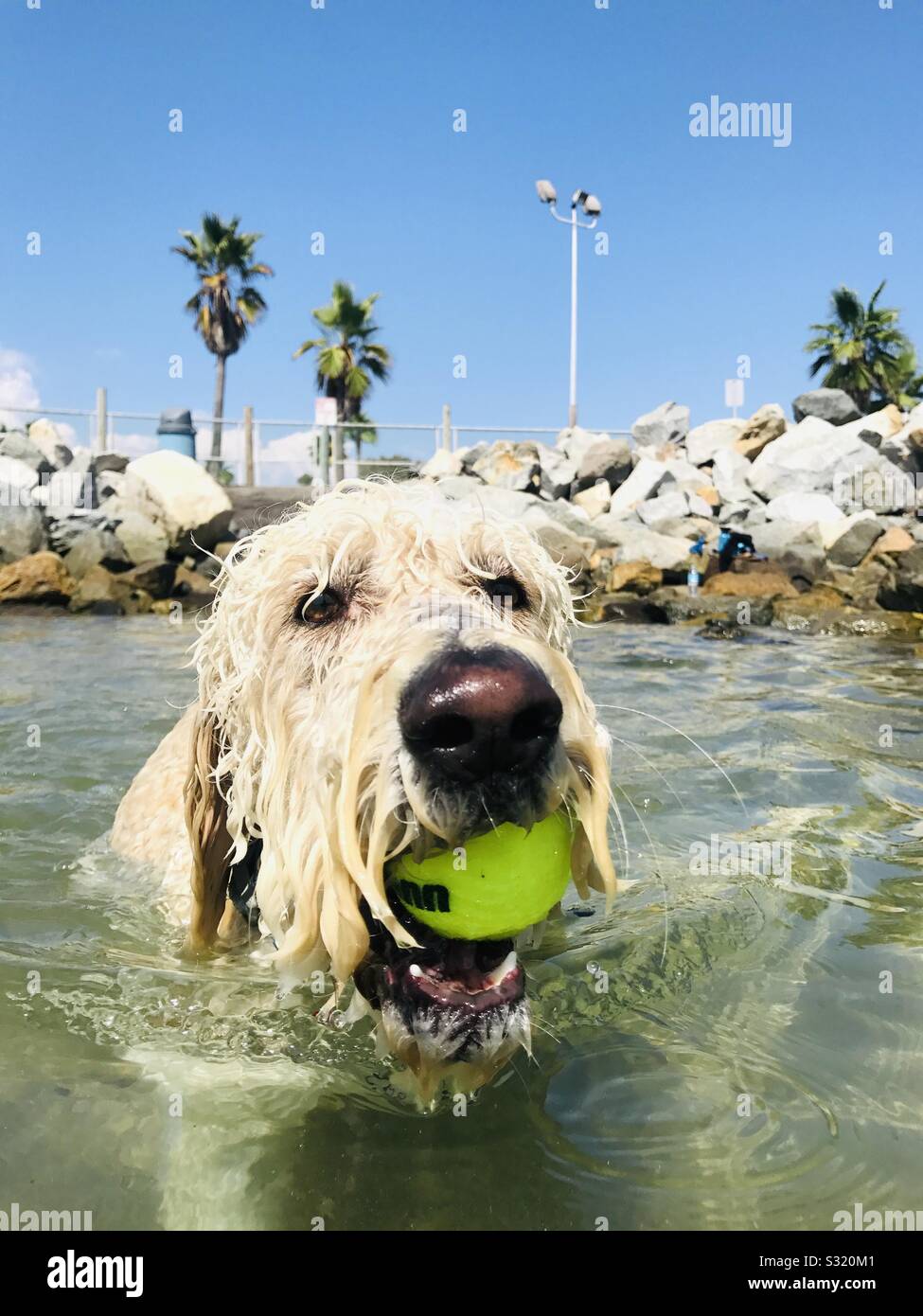 A wet labradoodle dog playing with it’s ball in the water. Redondo Beach, California USA. - Smartphone Captured Stock Image