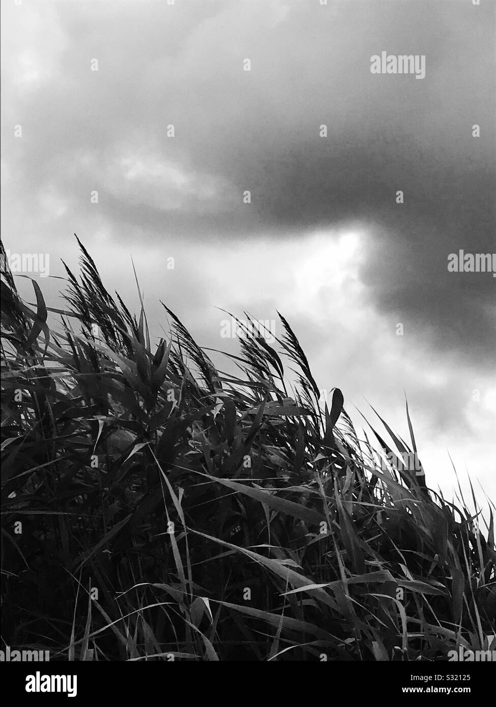 Close up of river reeds in storm against dark cloudscape. Black and white. - Smartphone Captured Stock Image