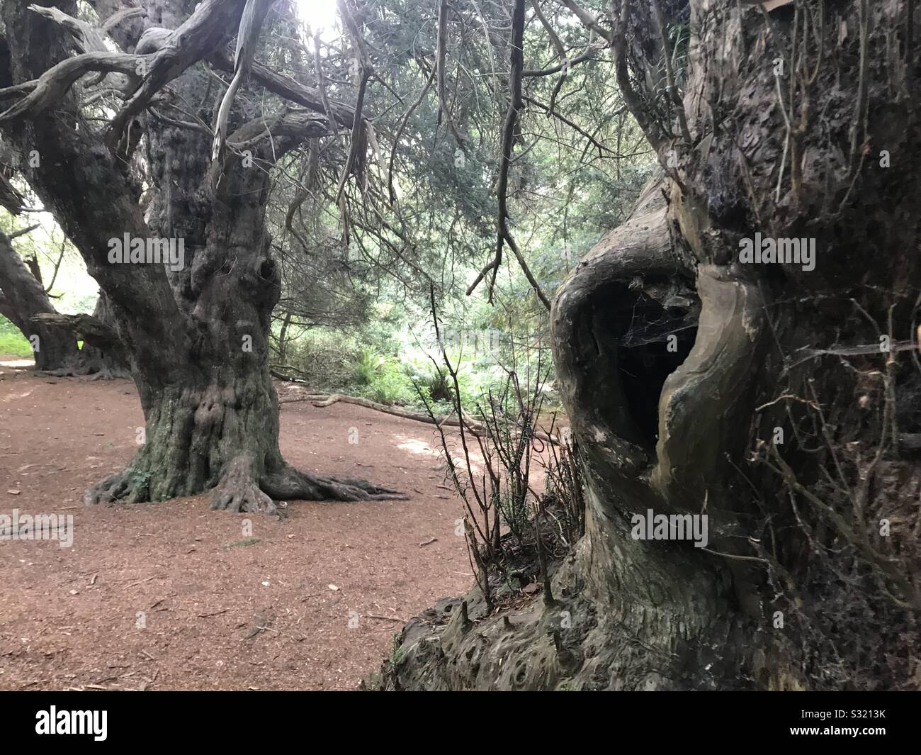 Two thousand year old yew trees. Kingley Vale Nature Reserve, West Sussex - Smartphone Captured Stock Image