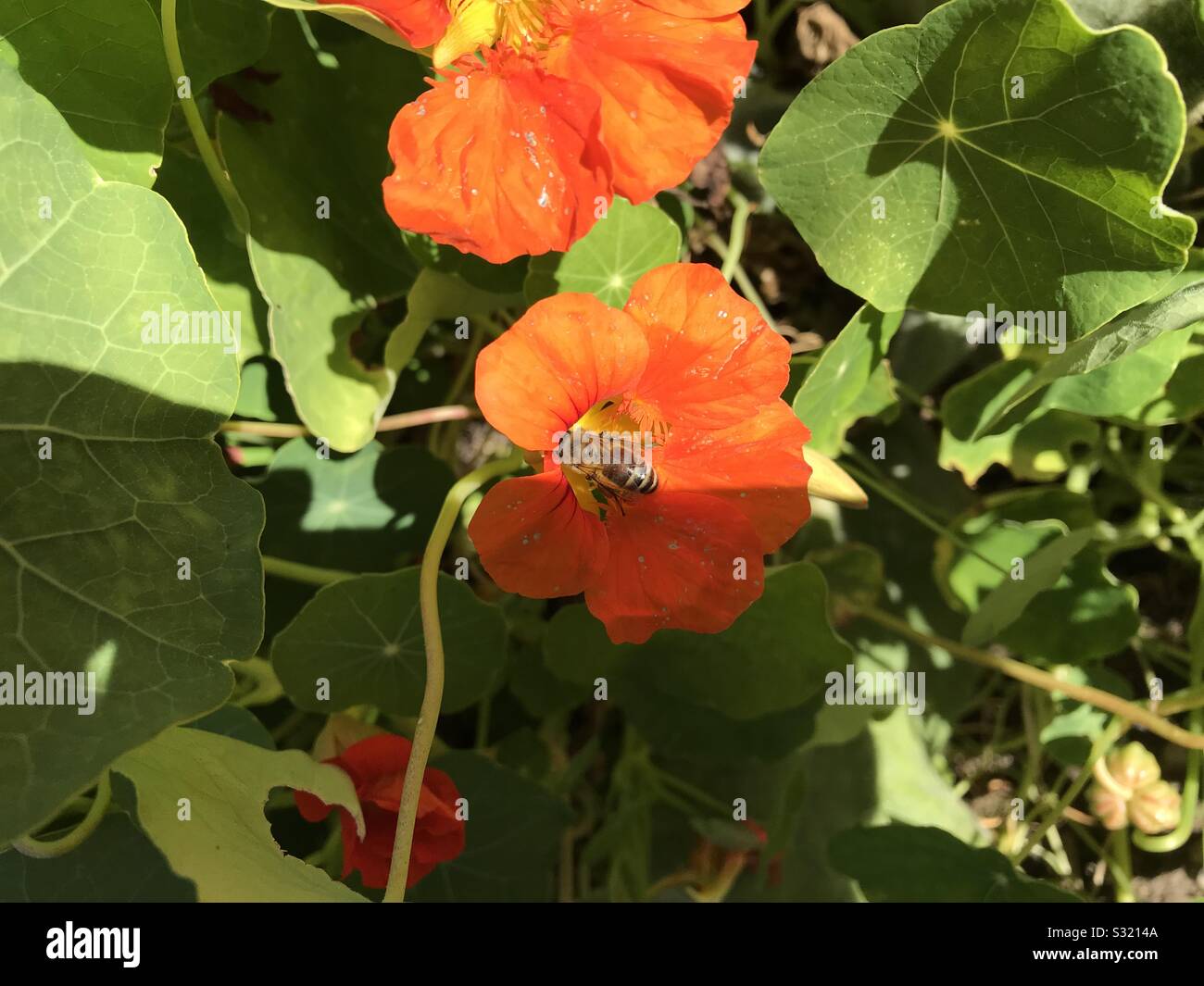 Nasturtiums being pollinated by bee. Bright orange red flowers. - Smartphone Captured Stock Image