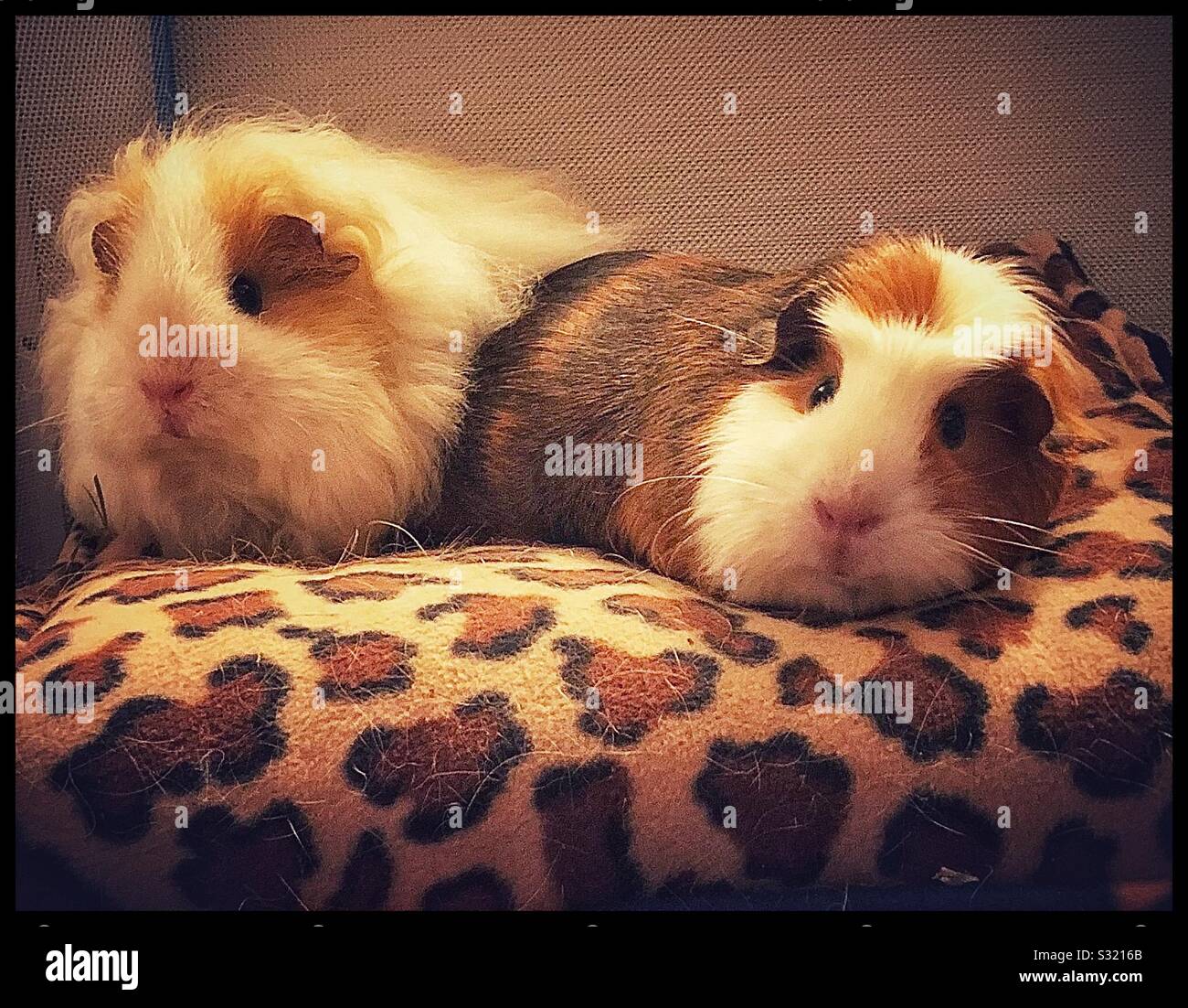 Guinea pigs on an animal cushion Stock Photo