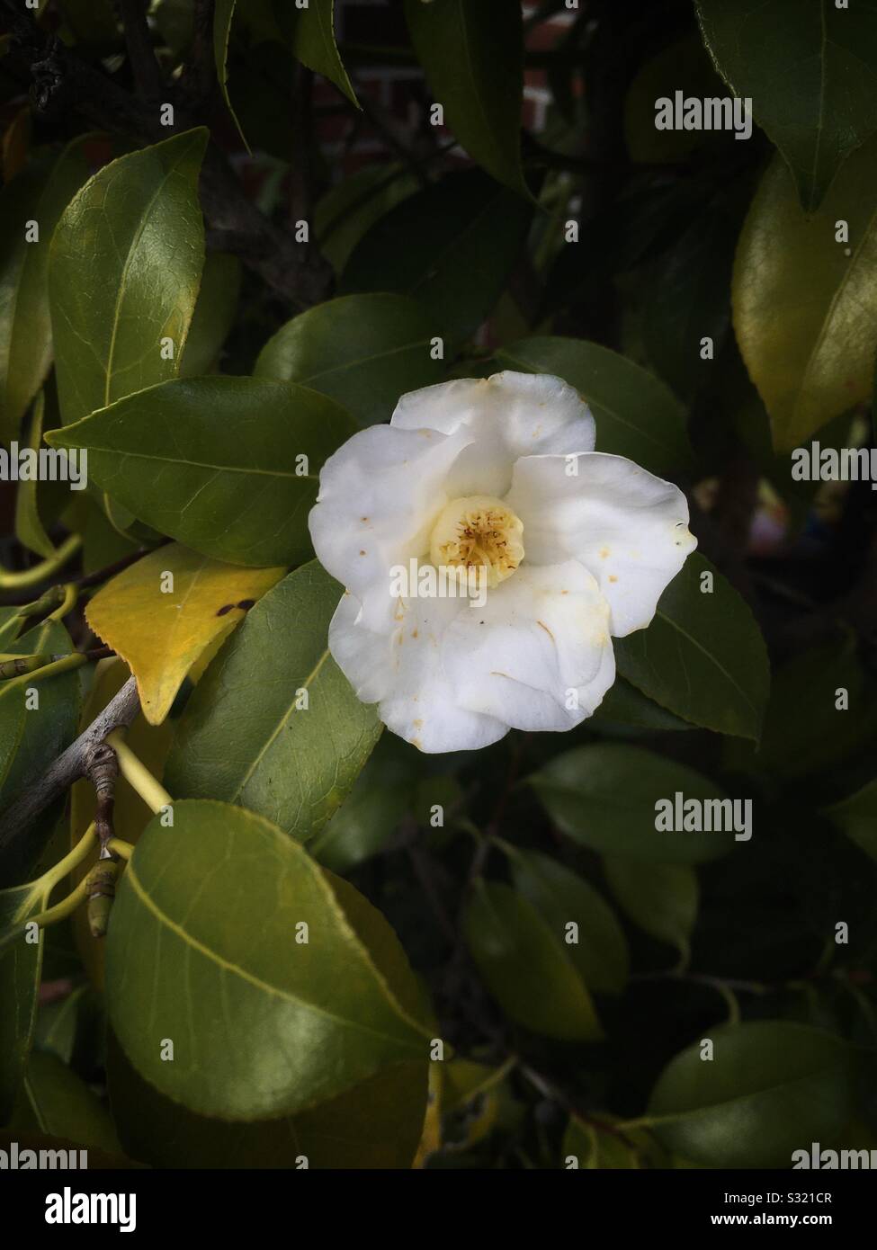 Camellia japonica flower hi-res stock photography and images - Alamy