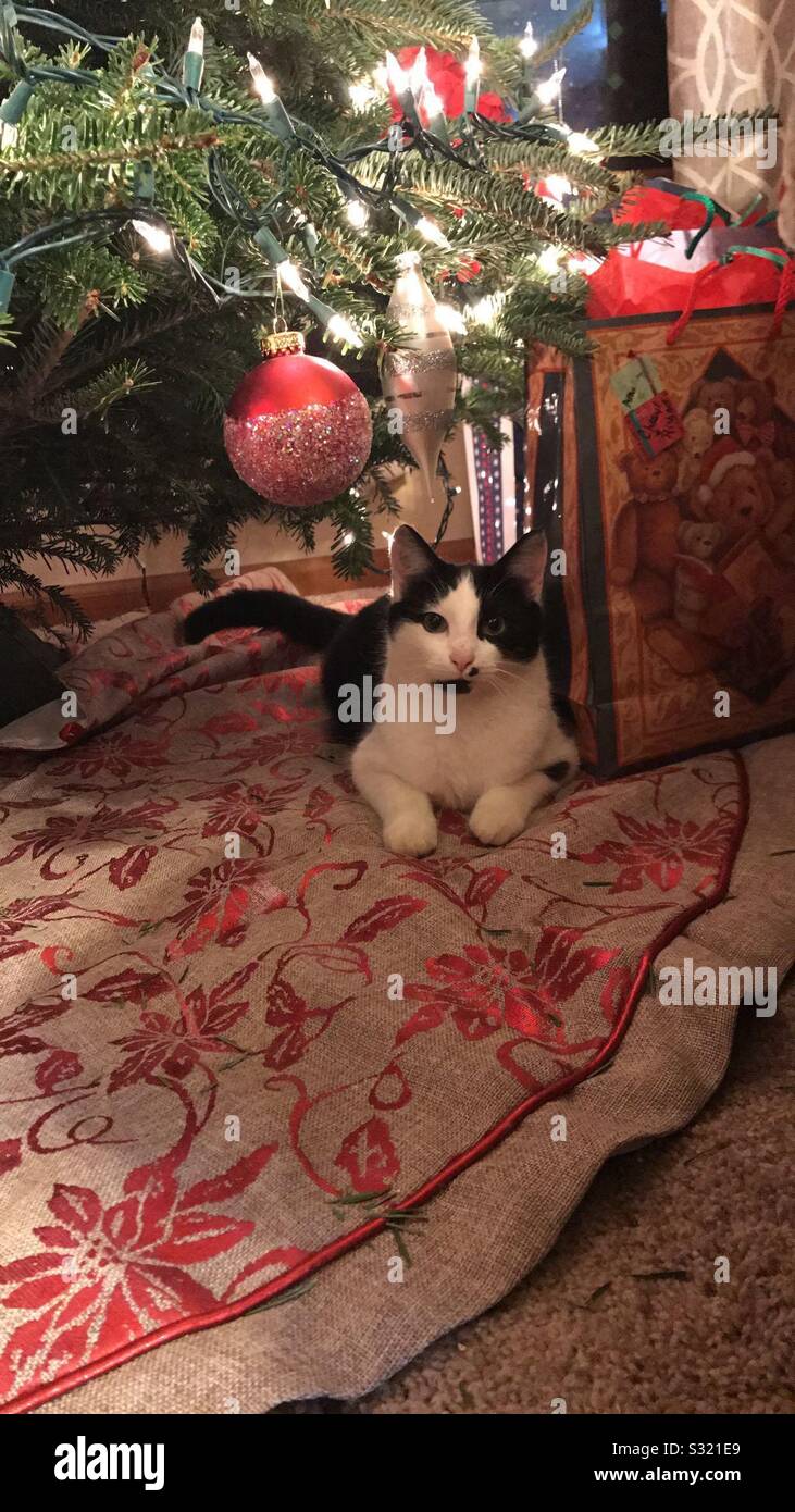 Christmas Cat Stock Photo