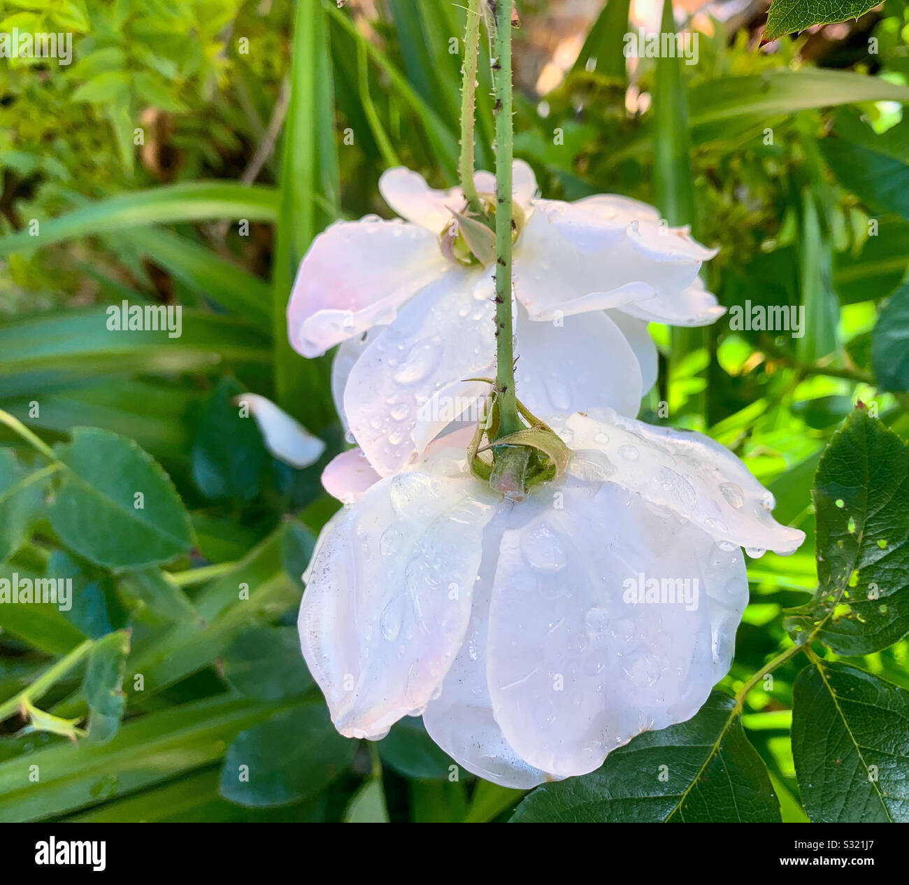 White rose upside down with dew drops Stock Photo Alamy