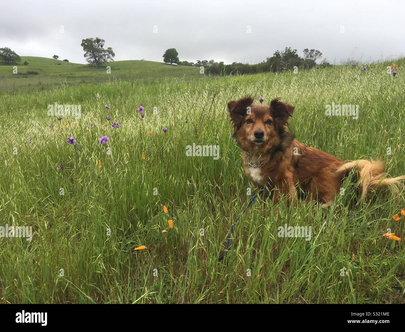 Rascal the dog Stock Photo Alamy