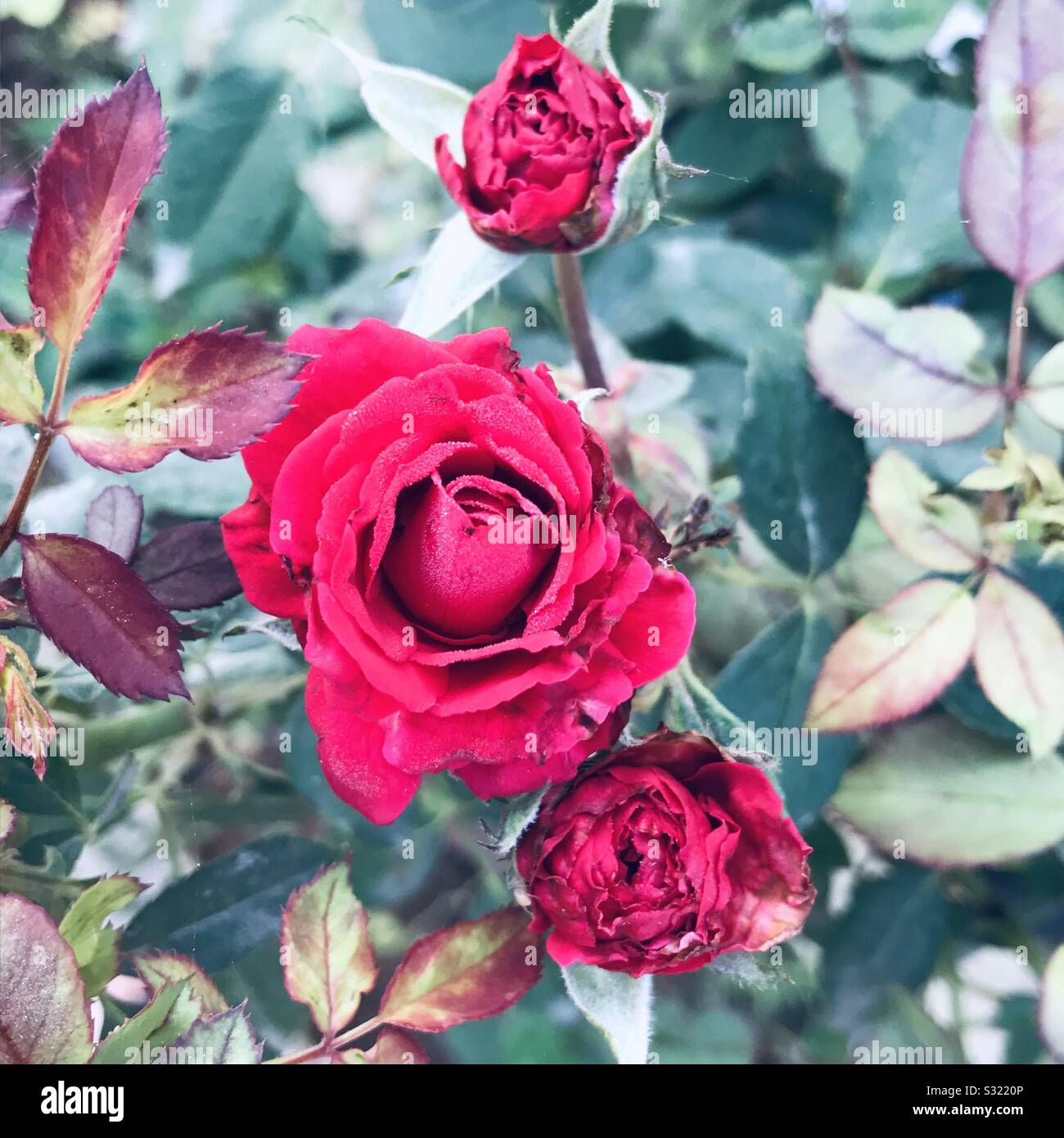 Home grown beautiful Carnation red roses bloomed in my garden in india